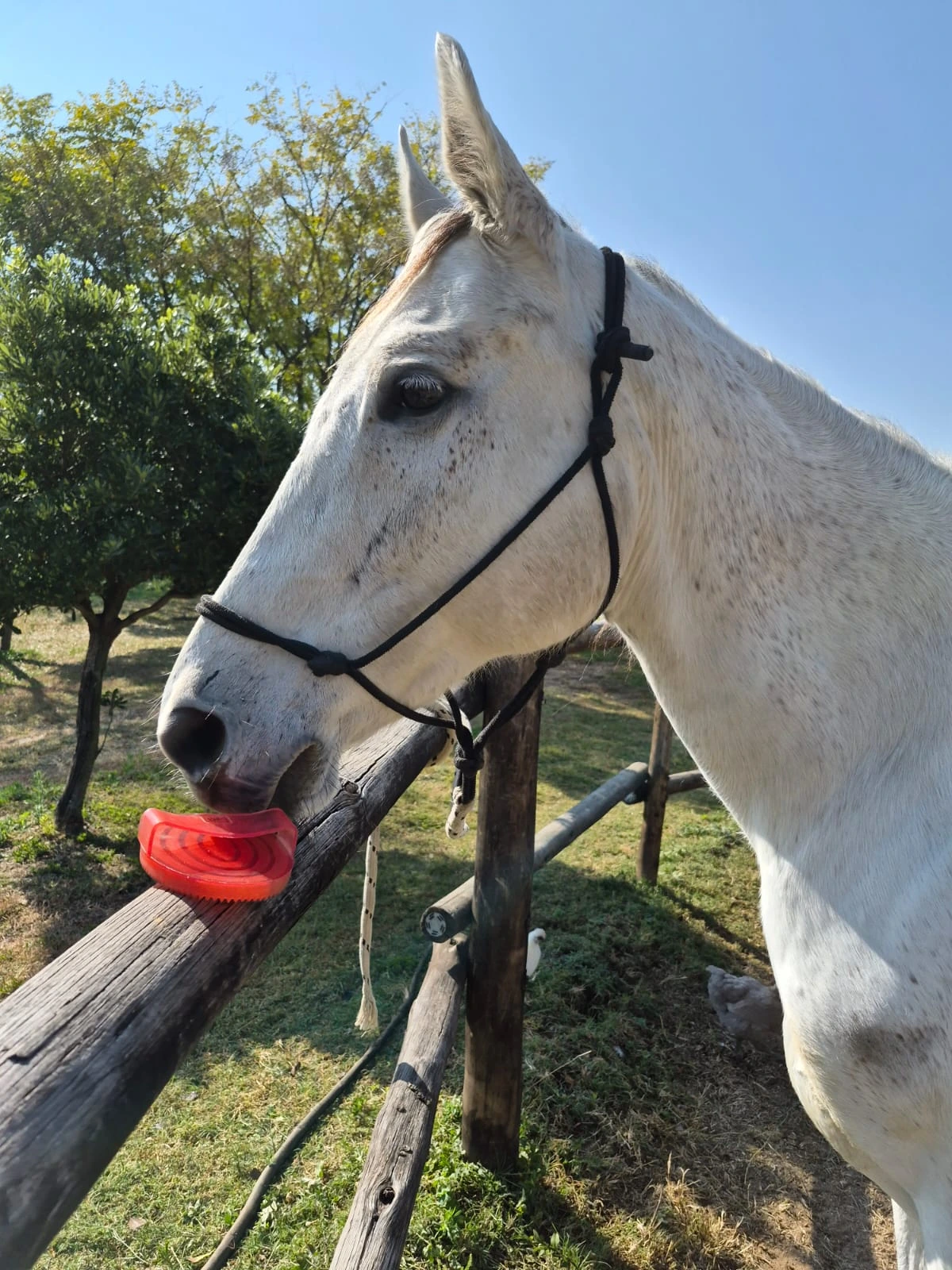 Mane Locks | Horse Grooming and Building Trust