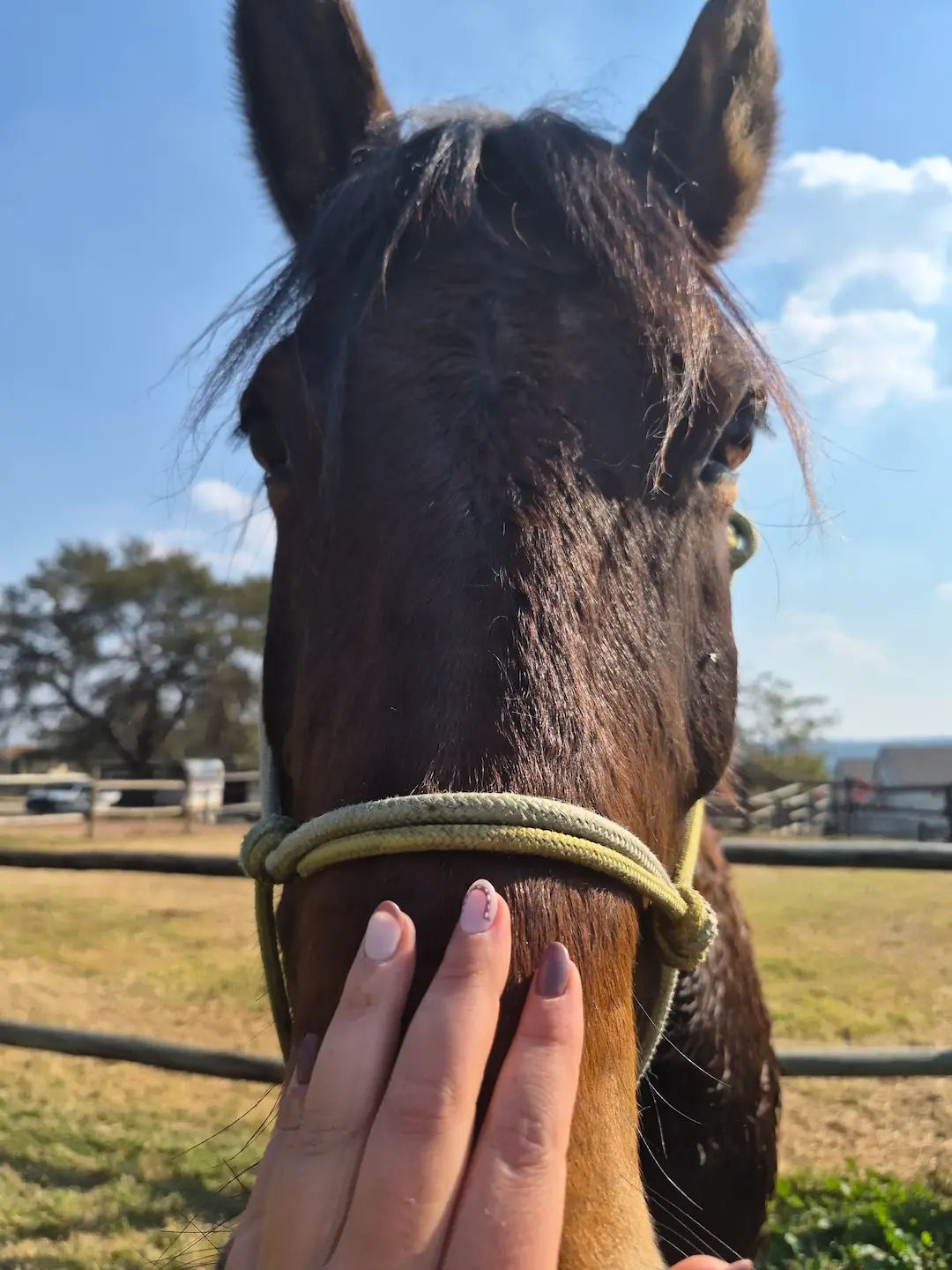 Nuzzles & Grazing