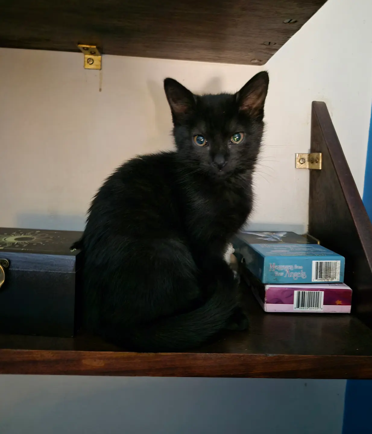 The Fortune of a Black Cat