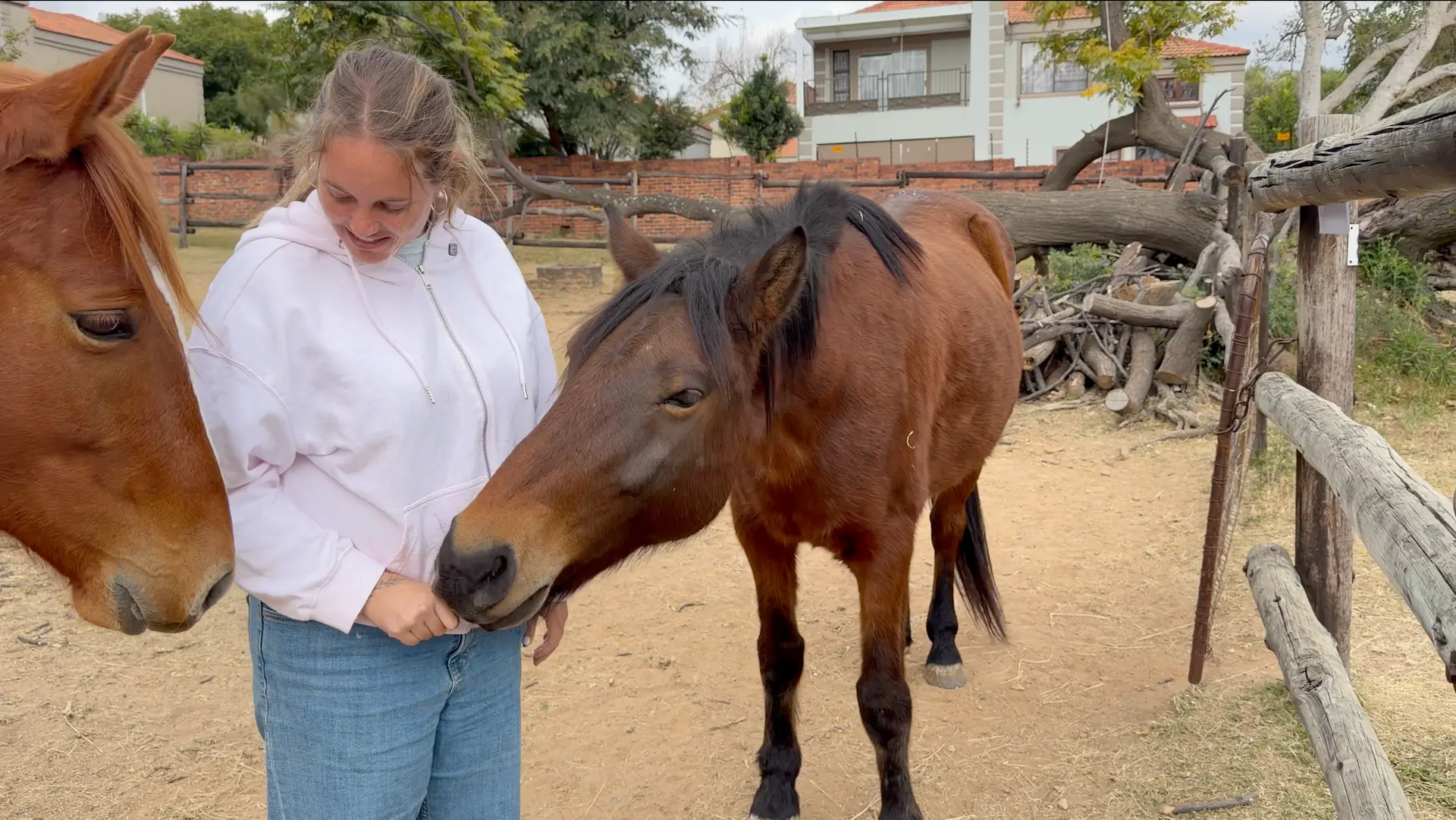 Horses being fed carrots