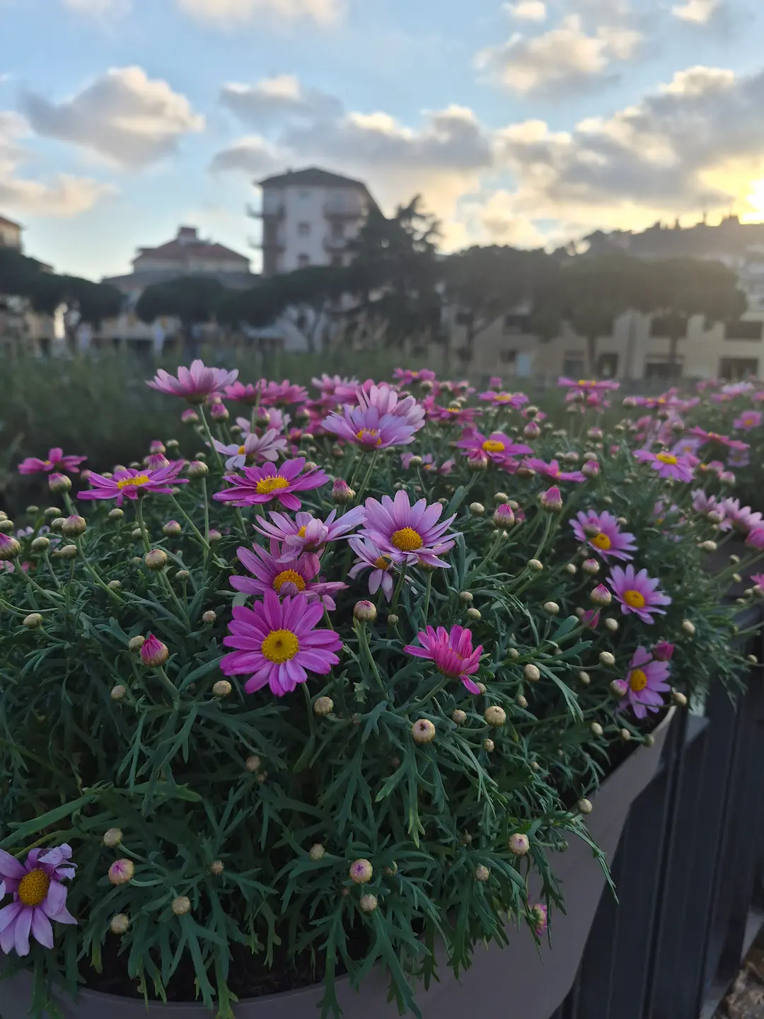 Pink daisies