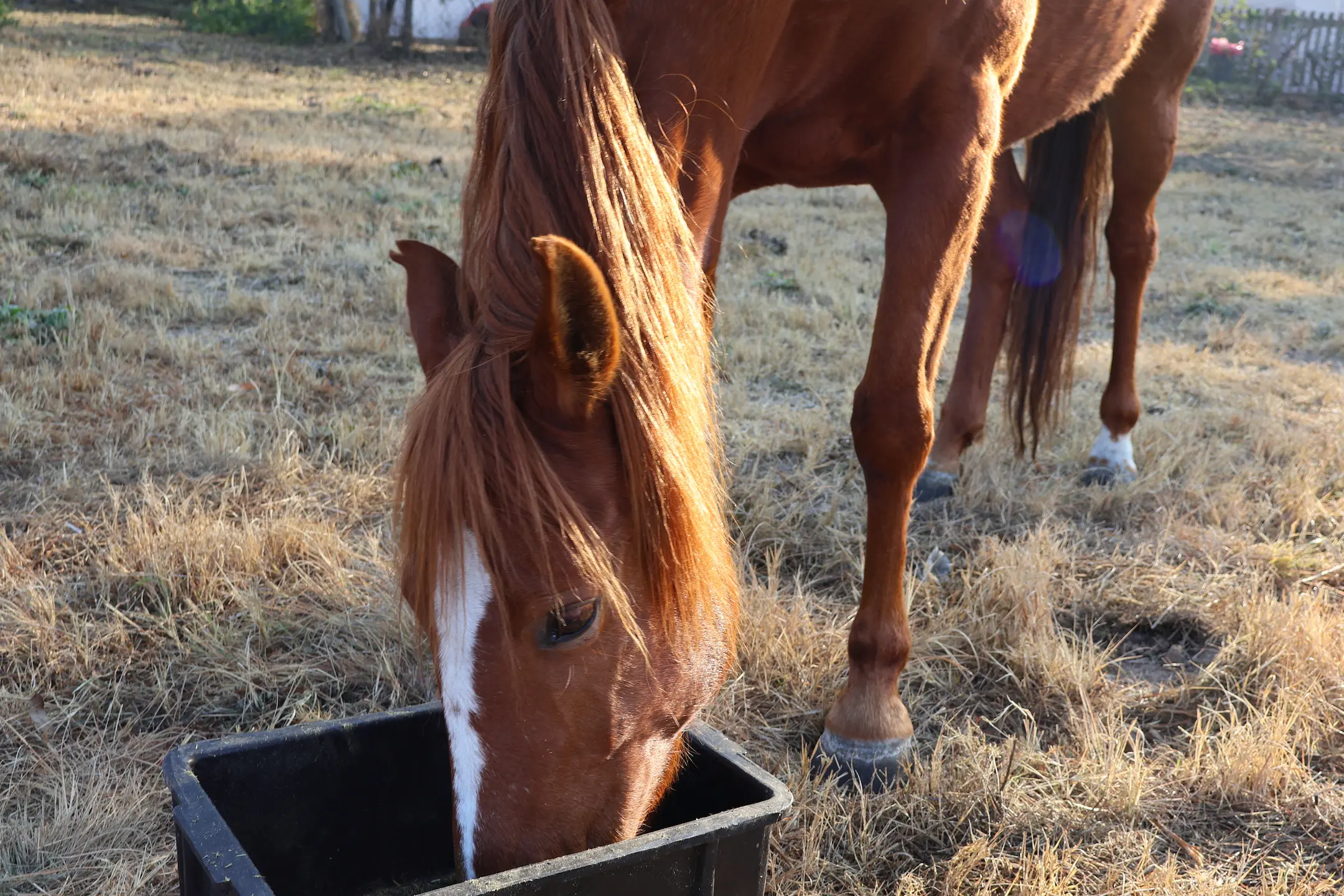 Horse eating
