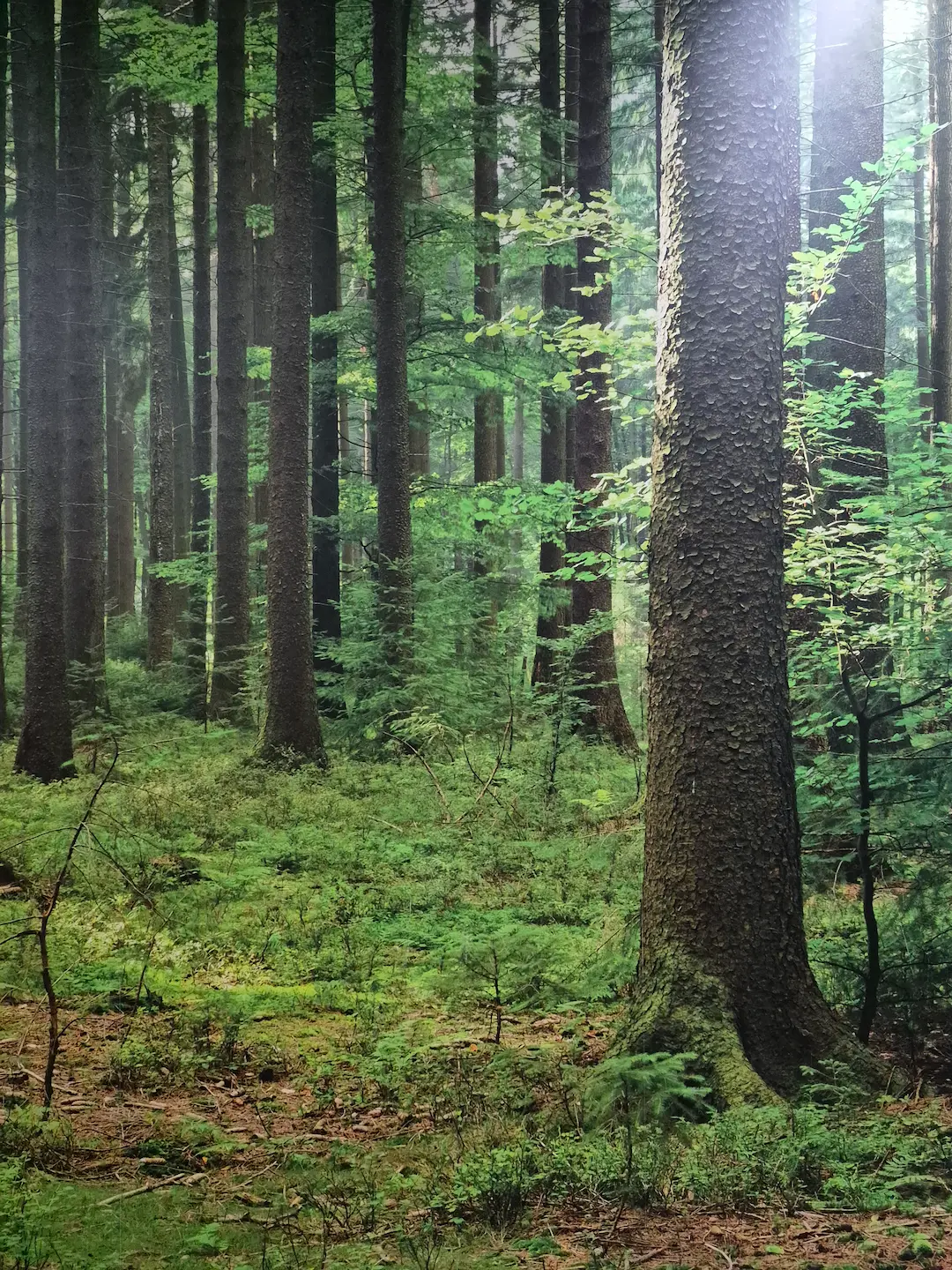 Wall with painting of a green forest