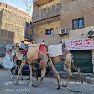 Camel Transport