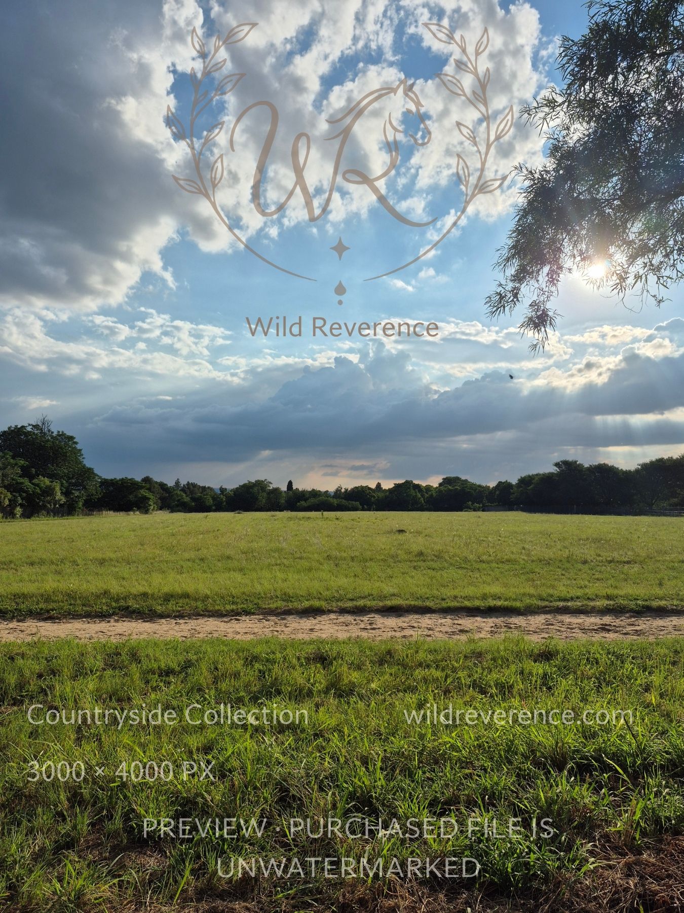 Frolic in Summer countryside photograph from the Open Fields Collection by Wild Reverence