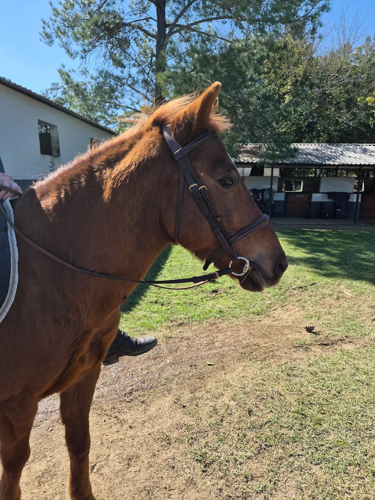 Tacked horse