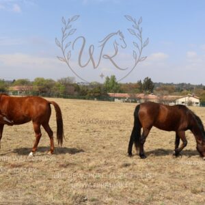 The Wanderers