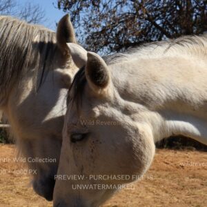 Wild Kinship