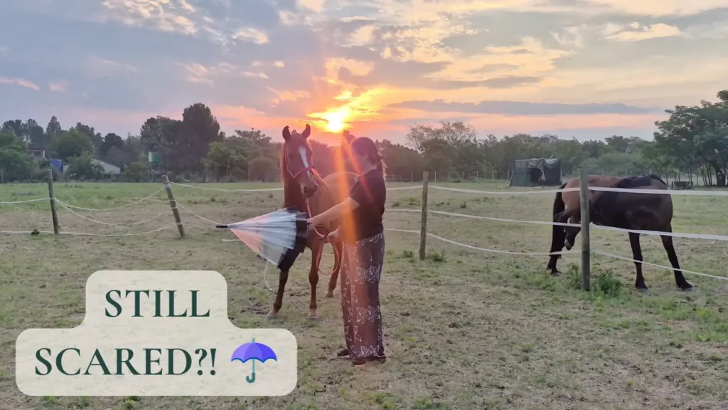Desensitising Phantom Part 2 ☂️🐴 | Wild, Wild West
